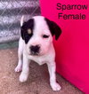 Sparrow