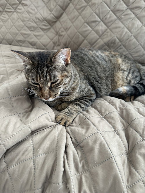 MITCHI - Tabby available for adoption