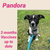 Pandora