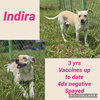 Indy