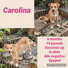Carolina