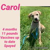 Carol