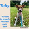 Toby
