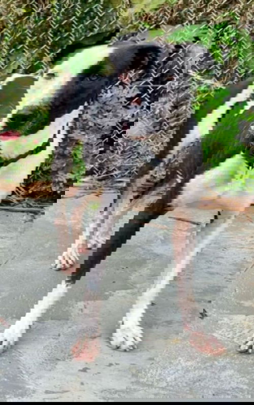 animal-image