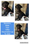 Massimo