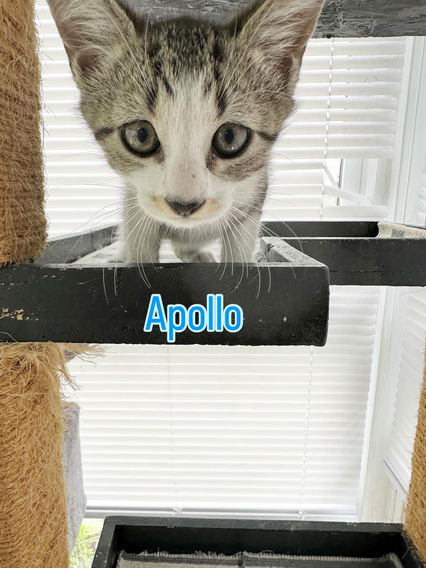 adoptable Cat in Virginia Beach, VA named Apollo