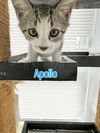 adoptable Cat in virginia beach, VA named Apollo