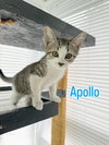 Apollo