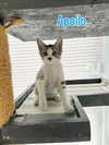 Apollo