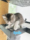 Apollo