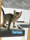 adoptable Cat in virginia beach, VA named Hermes