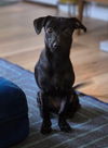adoptable Dog in virginia beach, VA named Malena