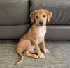 Canelo