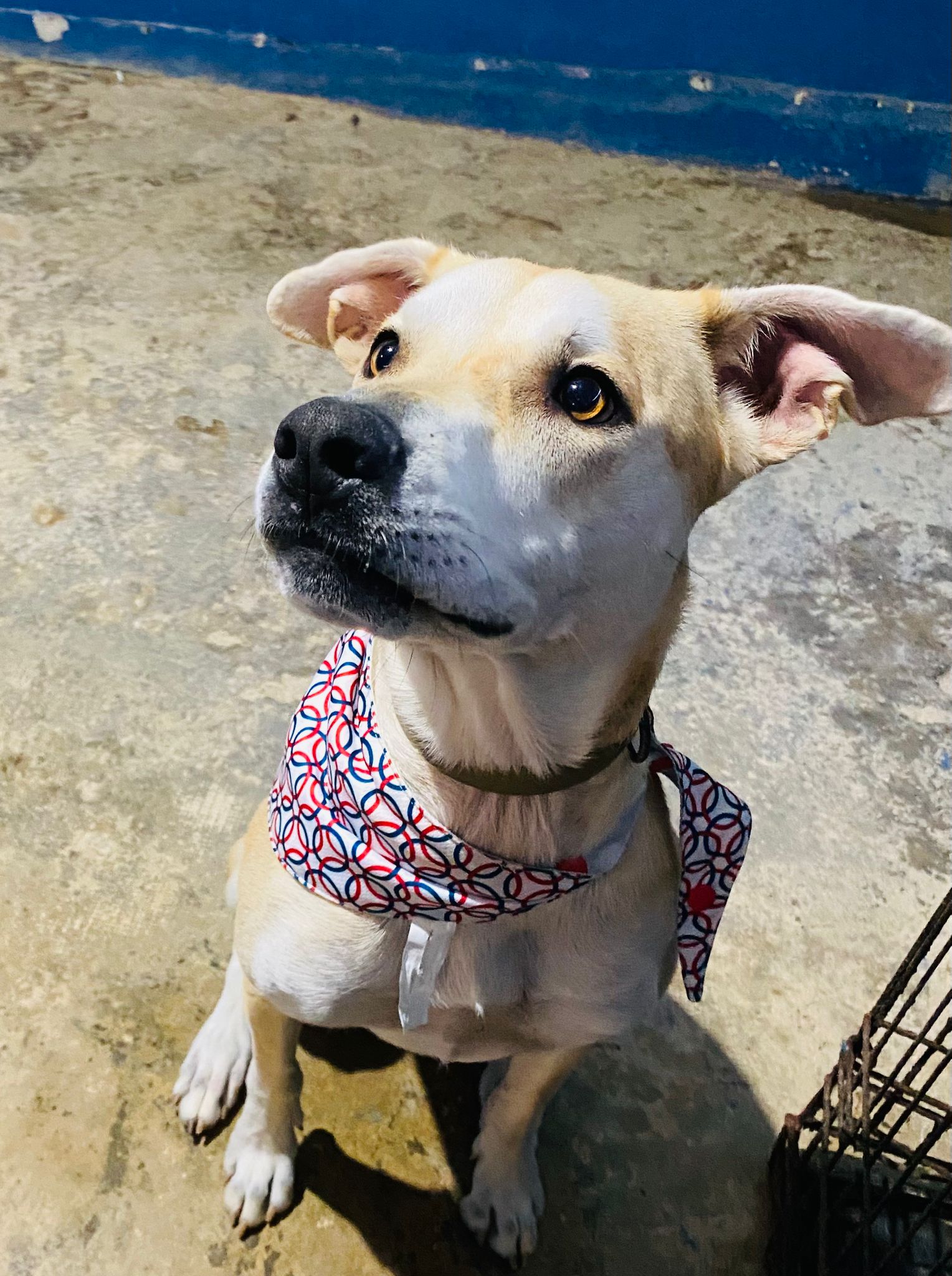 adoptable Dog in Virginia Beach, VA named Gracie