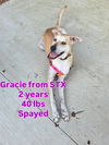 Gracie