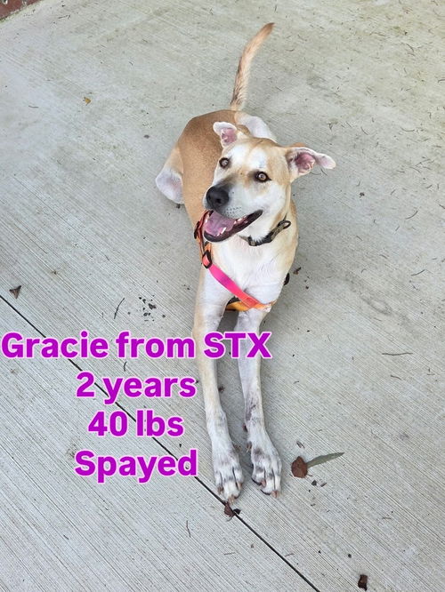 Gracie