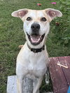 Gracie