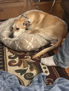 Gracie