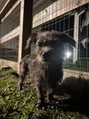 adoptable Dog in virginia beach, VA named Ginny