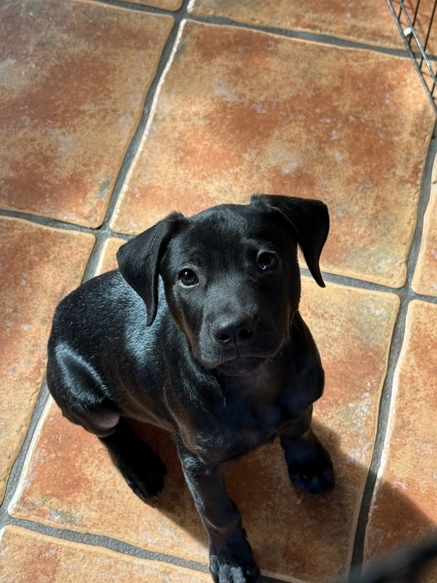 adoptable Dog in Virginia Beach, VA named Lenny