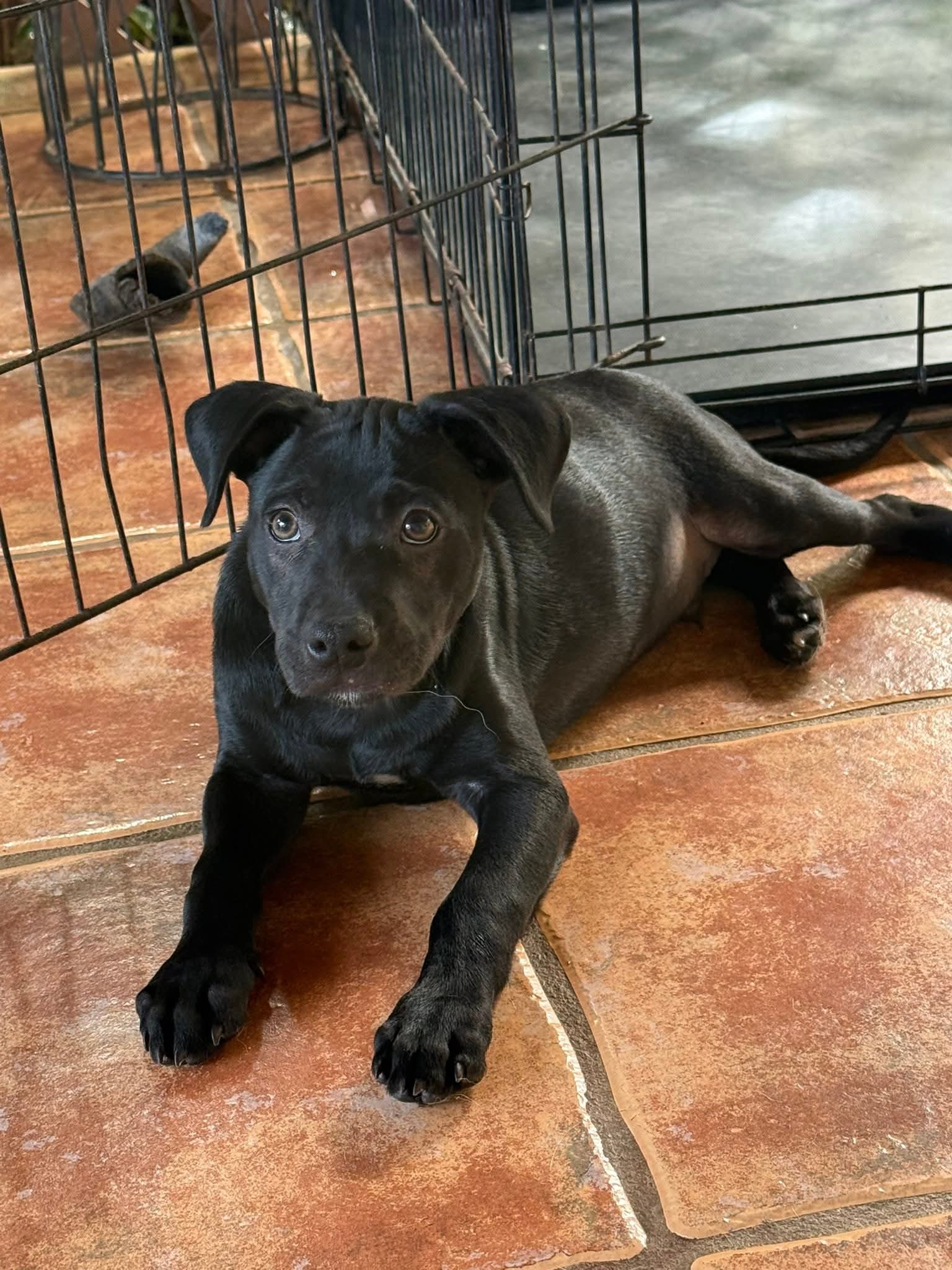 adoptable Dog in Virginia Beach, VA named Lebron