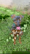 Tomasa