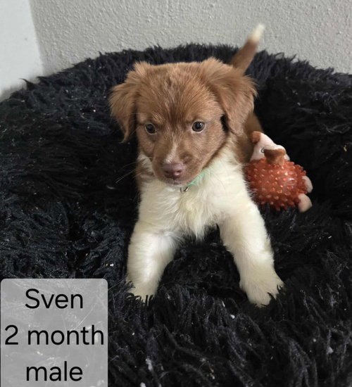 Sven