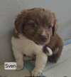 Sven