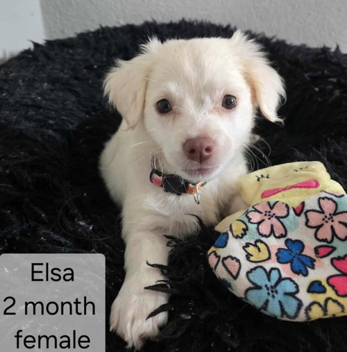 Elsa