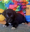 Phoebe