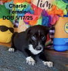 Charlie
