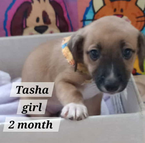 Tasha