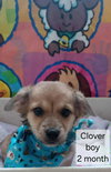Clover