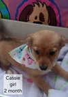 Cassie