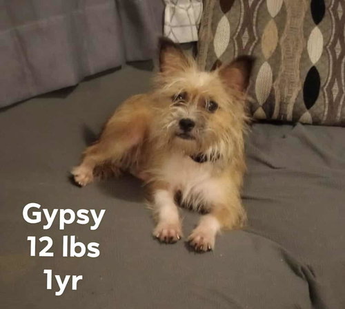 Gypsy