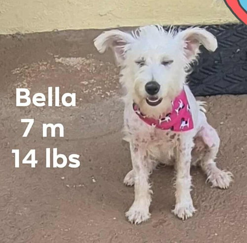 Bella