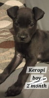 Keropi