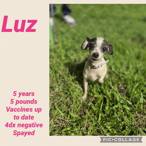 Luz
