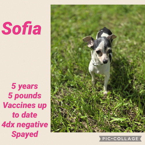 Sofia