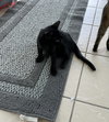Arwen