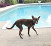 Bibi
