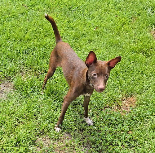 Bibi