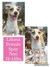 Liliana