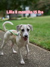 Lilia
