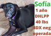 Sofia