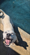 Perla