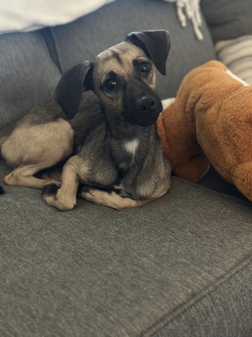 Bella
