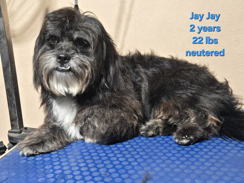 Jay Jay