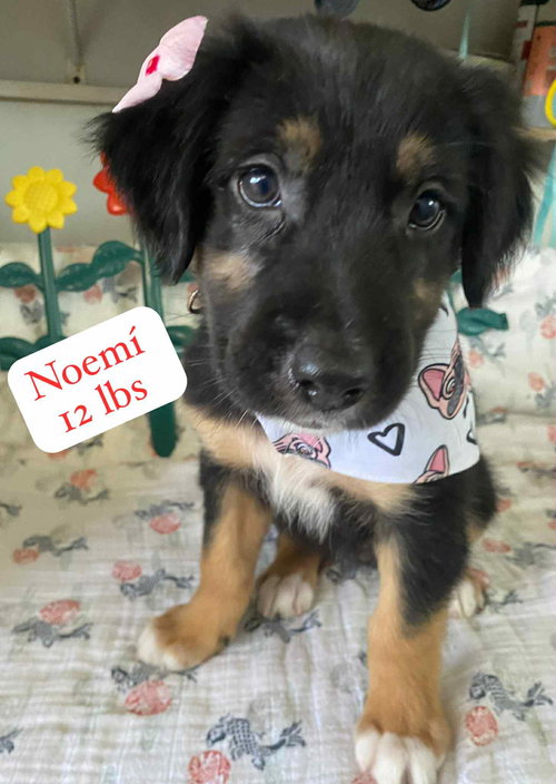 Noemi