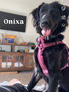 Onixa